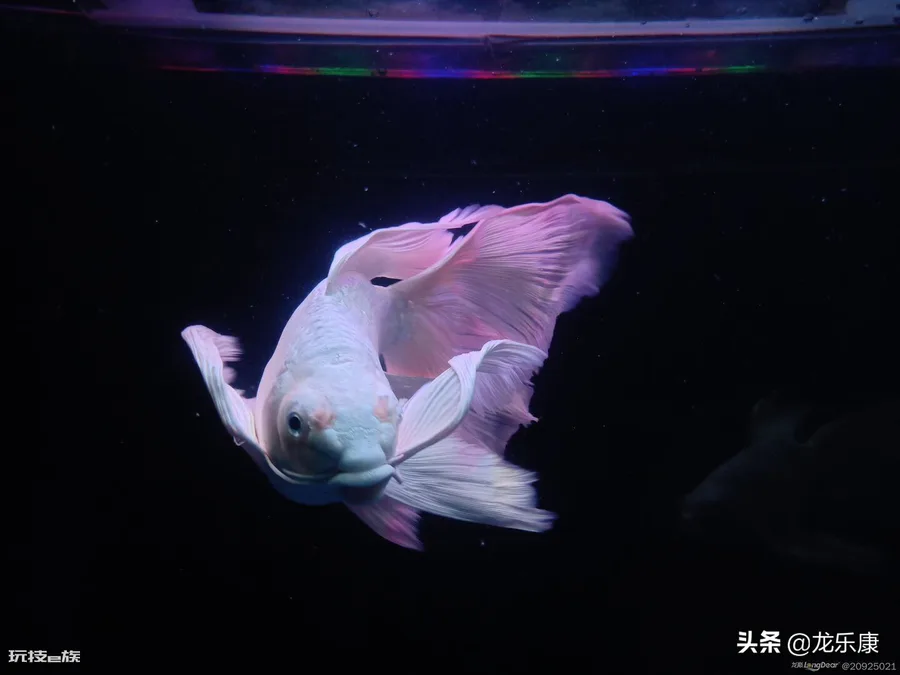 蝴蝶鲤鱼养殖方法(怎样才能养出一缸好的蝴蝶鲤鱼)-图片2