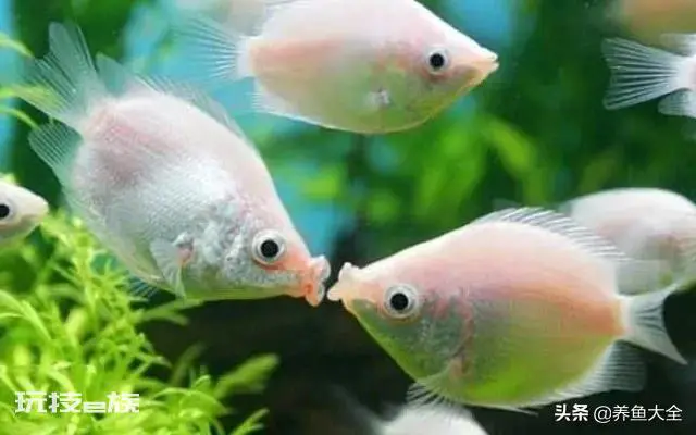 鱼缸养什么鱼最好养活(新手室内最好养的几种观赏鱼推荐)-图片7