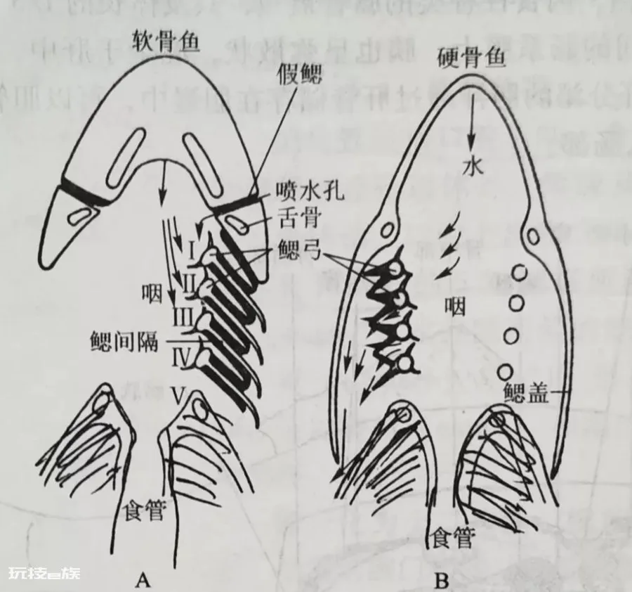 鱼会被淹死吗(鱼在水里生活有没有可能被淹死)-图片3