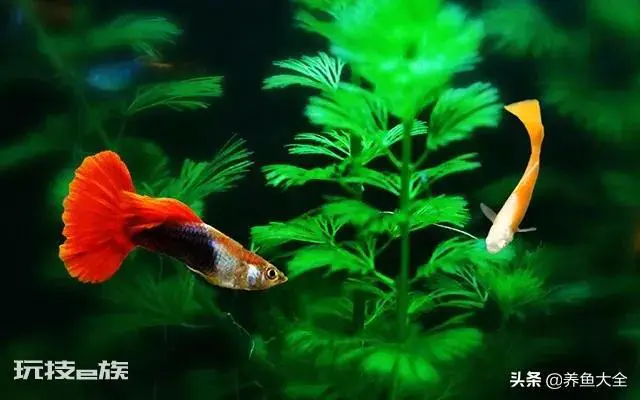鱼缸养什么鱼最好养活(新手室内最好养的几种观赏鱼推荐)-图片3