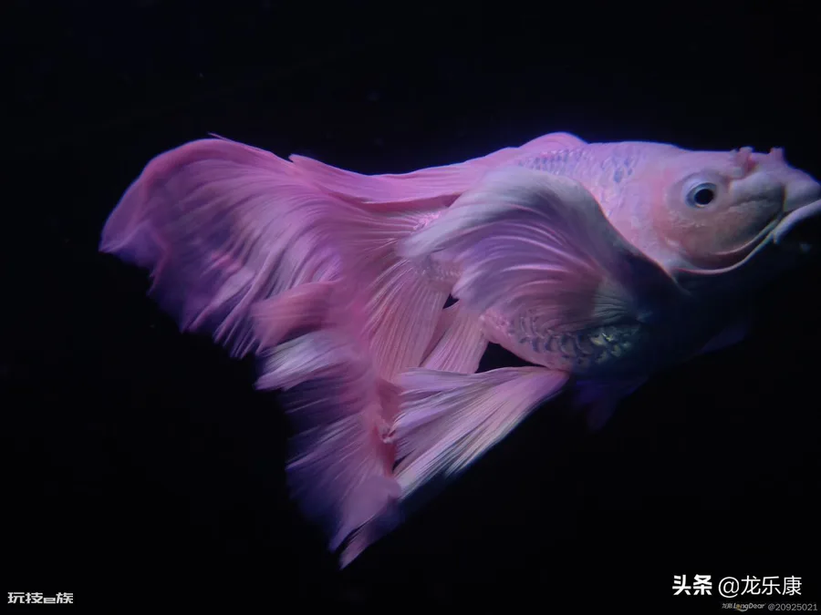 蝴蝶鲤鱼养殖方法(怎样才能养出一缸好的蝴蝶鲤鱼)-图片5