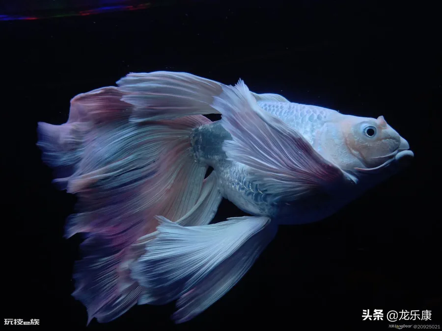 蝴蝶鲤鱼养殖方法(怎样才能养出一缸好的蝴蝶鲤鱼)-图片1