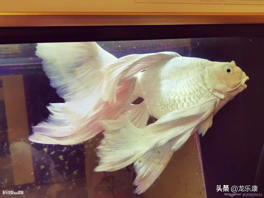 蝴蝶鲤鱼养殖方法(怎样才能养出一缸好的蝴蝶鲤鱼)-图片6