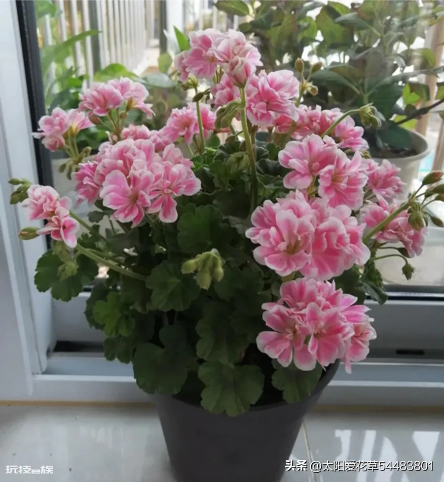 天竺葵喜欢酸性还是碱性(养天竺葵应该用什么酸碱度的土壤)-图片2