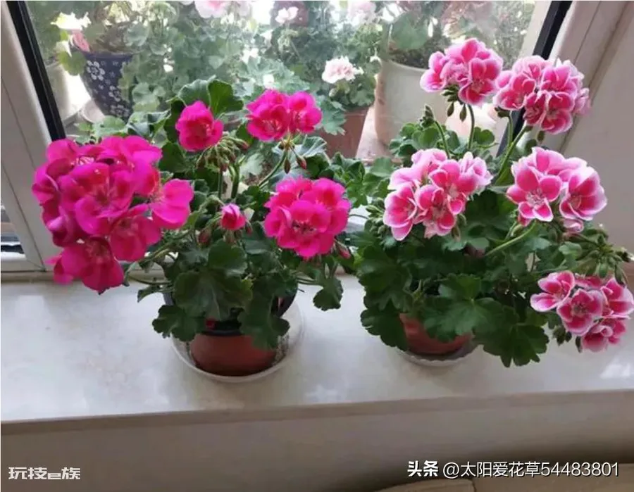 天竺葵喜欢酸性还是碱性(养天竺葵应该用什么酸碱度的土壤)-图片3
