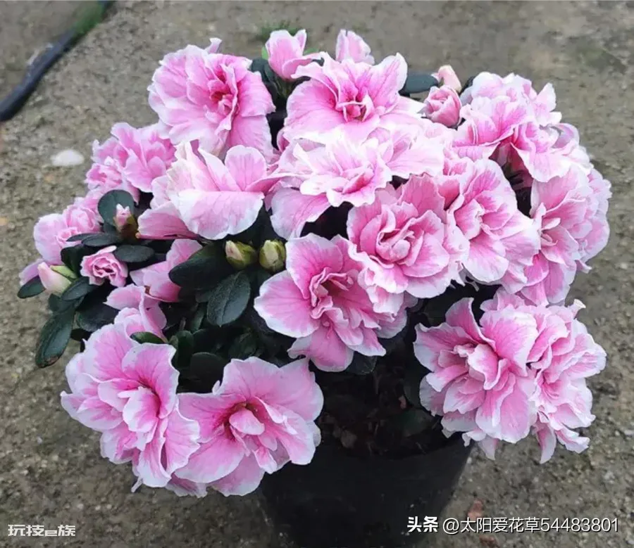 天竺葵喜欢酸性还是碱性(养天竺葵应该用什么酸碱度的土壤)-图片5