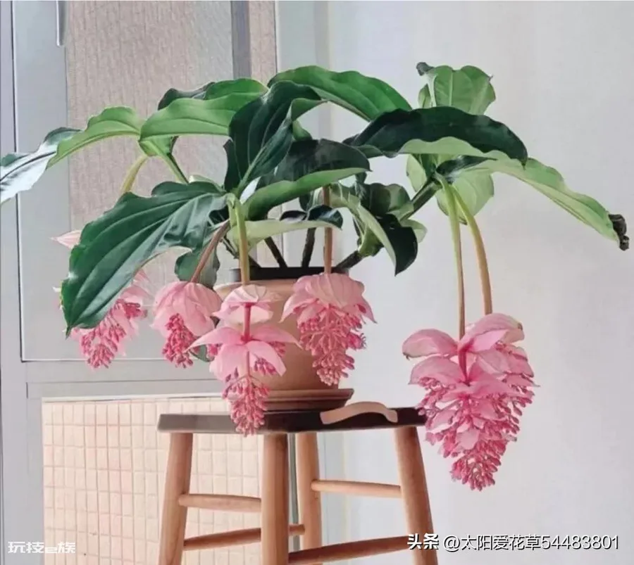 天竺葵喜欢酸性还是碱性(养天竺葵应该用什么酸碱度的土壤)-图片6