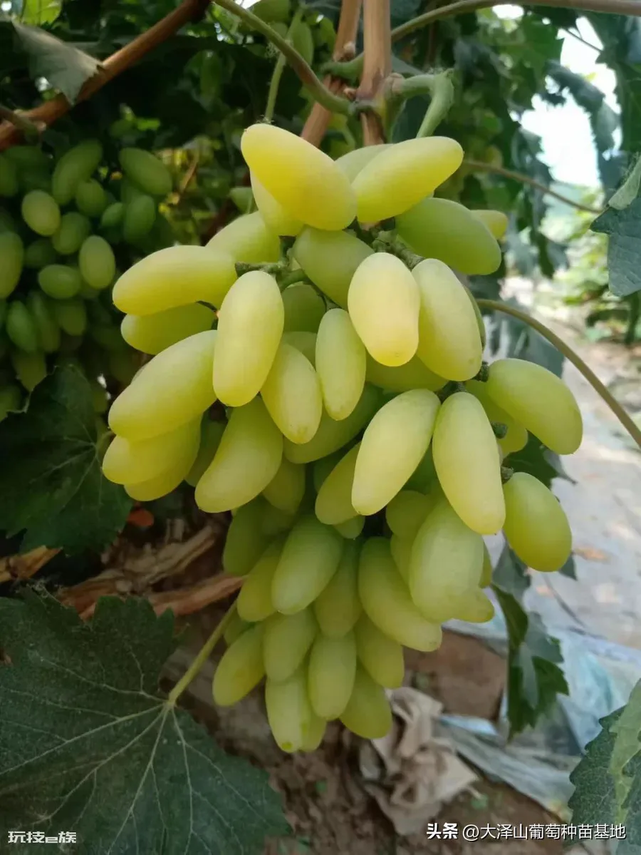 中国葡萄苗哪个品种最好(种植葡萄可以选择什么品种葡萄苗)-图片5