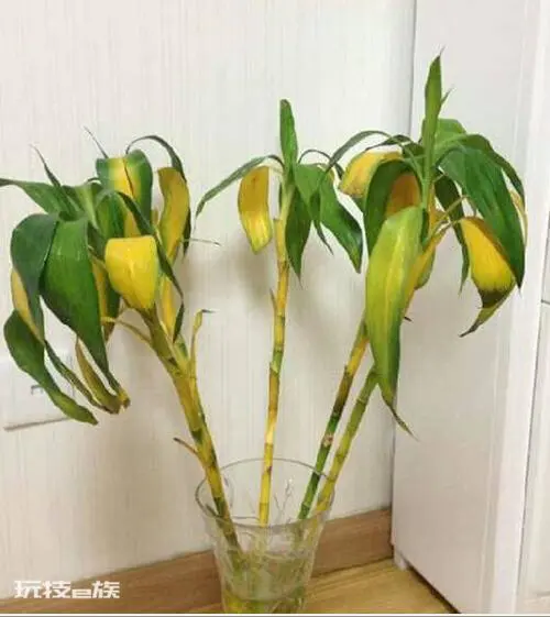 转运竹杆发黄了怎么办(水培转运竹杆子变黄了应该怎么挽救)-图片4