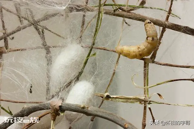 1龄蚕到2龄蚕需要多久时间(一龄蚕到二龄蚕有什么变化)-图片1