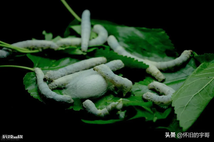 1龄蚕到2龄蚕需要多久时间(一龄蚕到二龄蚕有什么变化)-图片2