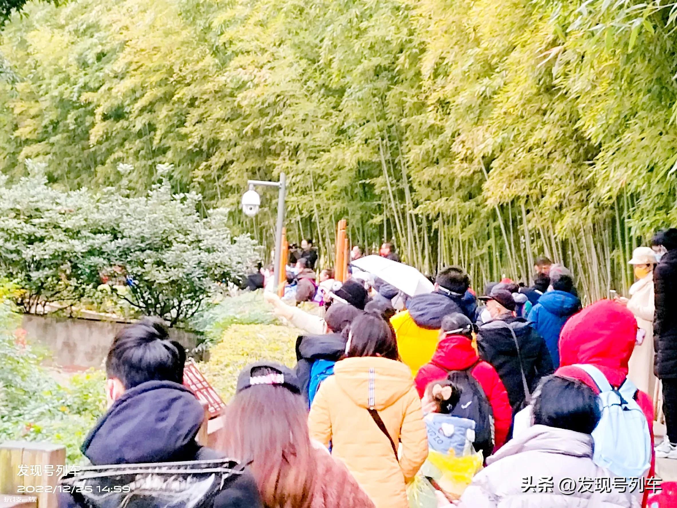 成都大熊猫繁育研究基地游玩攻略(成都大熊猫基地旅游看萌宝)-图片3