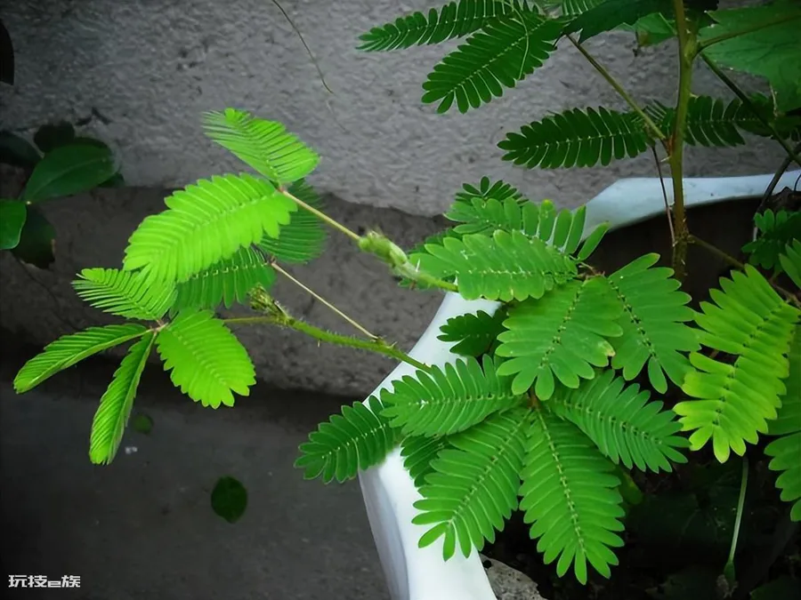 含羞草的样子颜色气味其他描写(含羞草一碰就闭合什么原因)-图片7