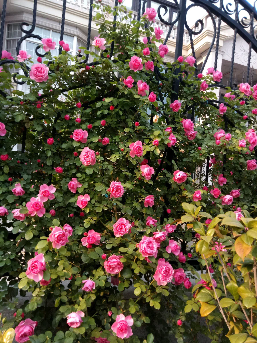 粉达月季花优缺点及图片(藤本月季粉达多季开花变花墙)-图片1