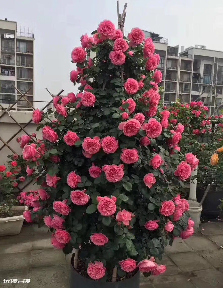 粉达月季花优缺点及图片(藤本月季粉达多季开花变花墙)-图片2