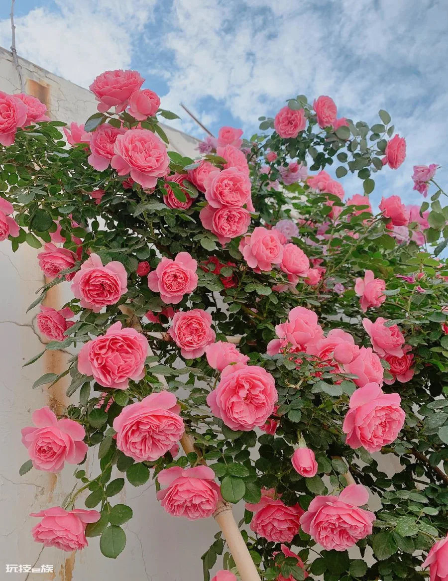 粉达月季花优缺点及图片(藤本月季粉达多季开花变花墙)-图片3