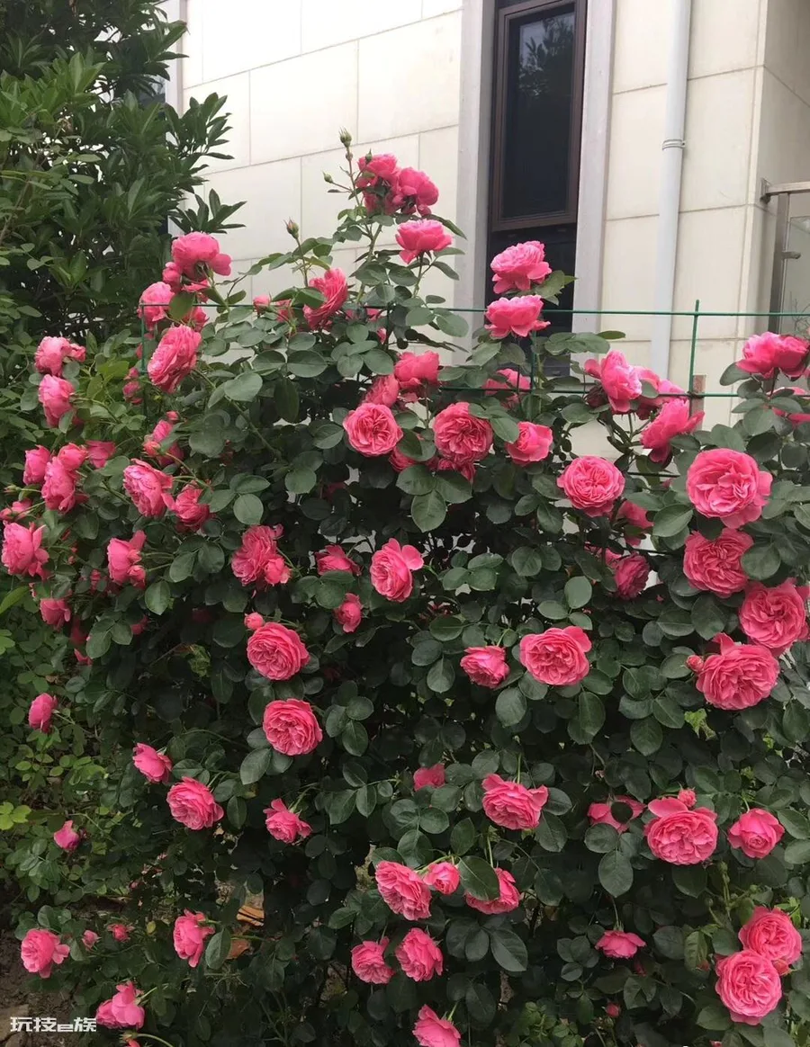 粉达月季花优缺点及图片(藤本月季粉达多季开花变花墙)-图片4