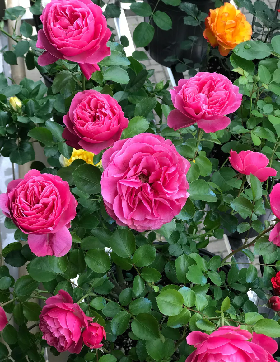 粉达月季花优缺点及图片(藤本月季粉达多季开花变花墙)-图片7