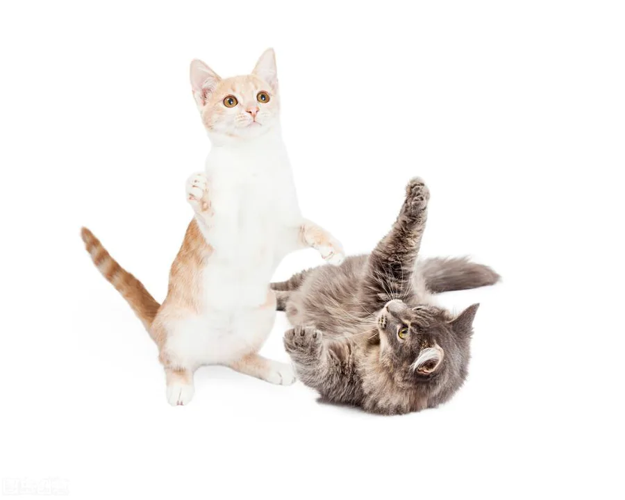 养猫一个月最低开销费用(家里养只猫一个月需要花多少钱)-图片1