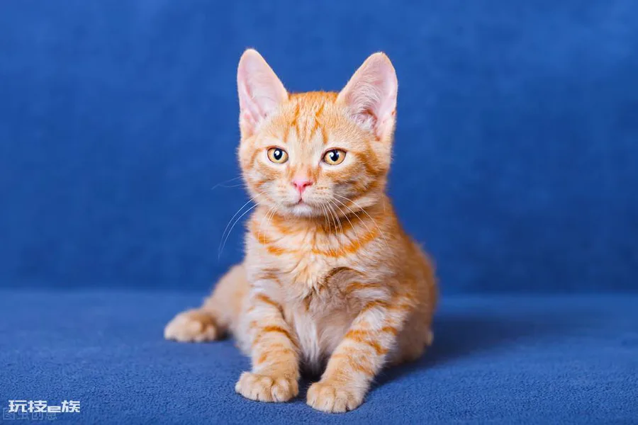 养猫一个月最低开销费用(家里养只猫一个月需要花多少钱)-图片2