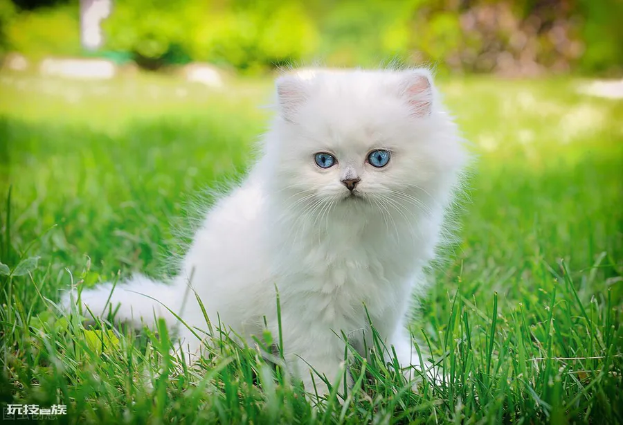 养猫一个月最低开销费用(家里养只猫一个月需要花多少钱)-图片3
