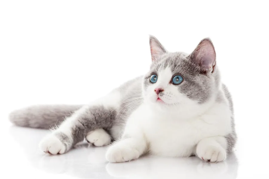 养猫一个月最低开销费用(家里养只猫一个月需要花多少钱)-图片4