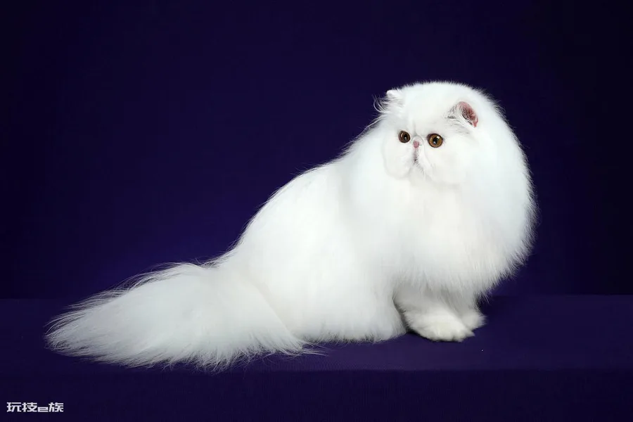 猫托运需要什么手续(猫咪运输到异地的手续及步骤)-图片1