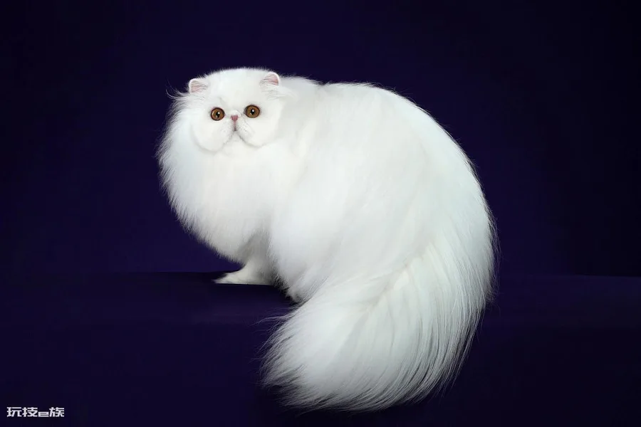猫托运需要什么手续(猫咪运输到异地的手续及步骤)-图片2