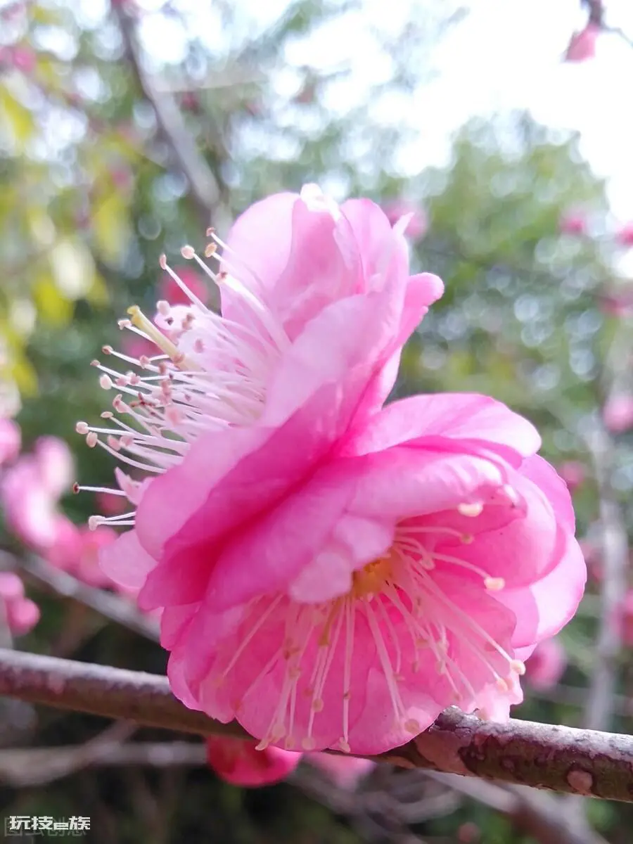 梅花颜色有哪些颜色和形状(各种颜色的梅花样子介绍)-图片1