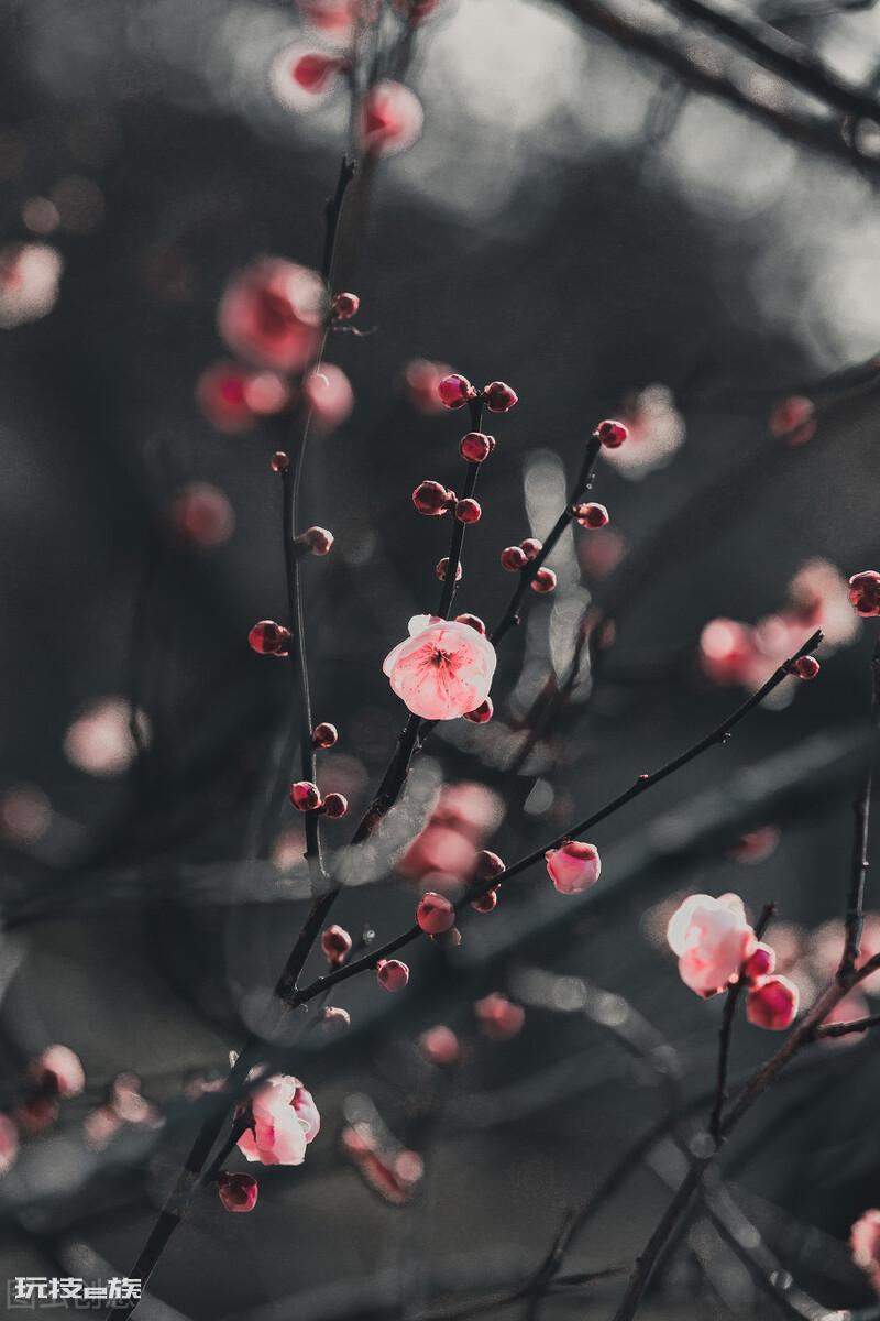 梅花颜色有哪些颜色和形状(各种颜色的梅花样子介绍)-图片2