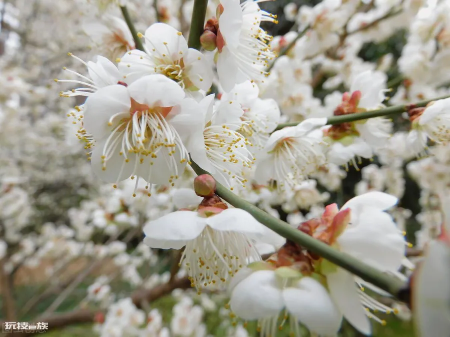 梅花颜色有哪些颜色和形状(各种颜色的梅花样子介绍)-图片3