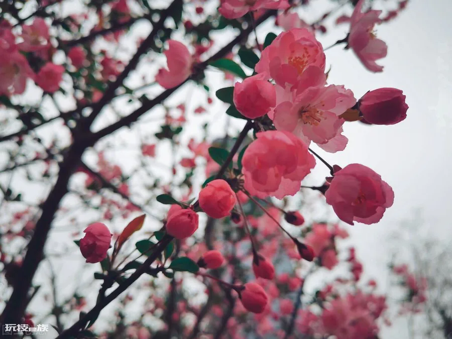 梅花颜色有哪些颜色和形状(各种颜色的梅花样子介绍)-图片5