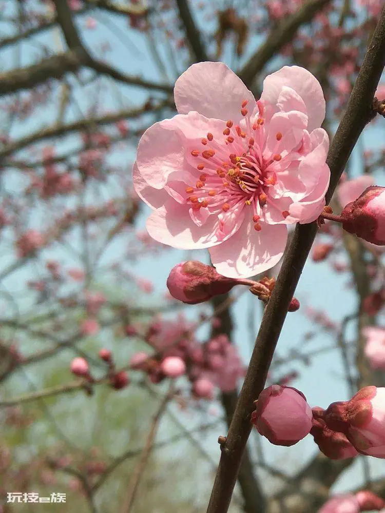梅花颜色有哪些颜色和形状(各种颜色的梅花样子介绍)-图片6
