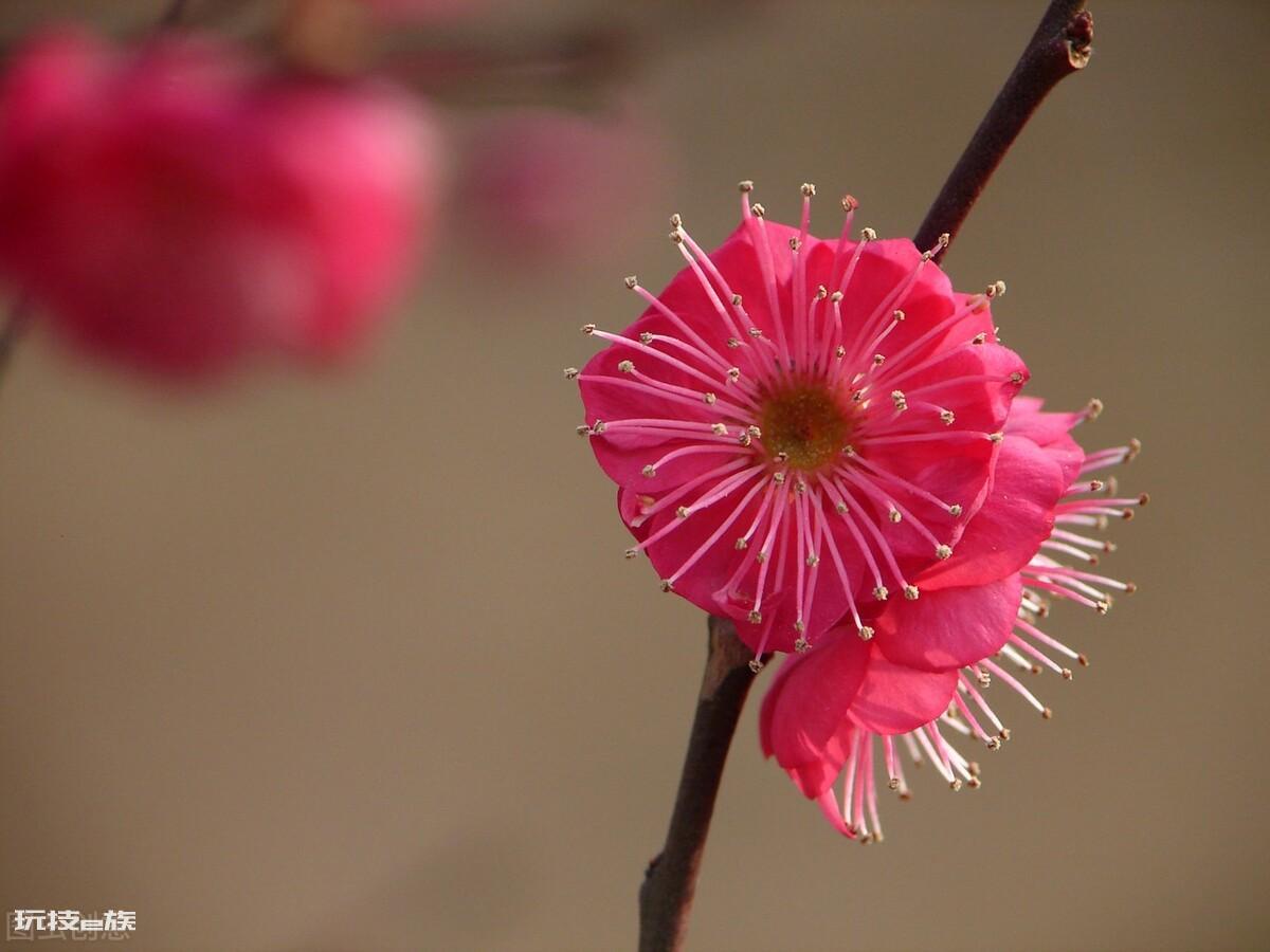 梅花颜色有哪些颜色和形状(各种颜色的梅花样子介绍)-图片7