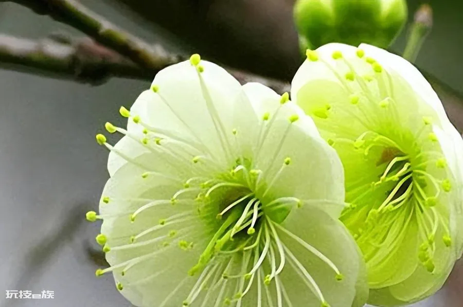 梅花颜色有哪些颜色和形状(各种颜色的梅花样子介绍)-图片8