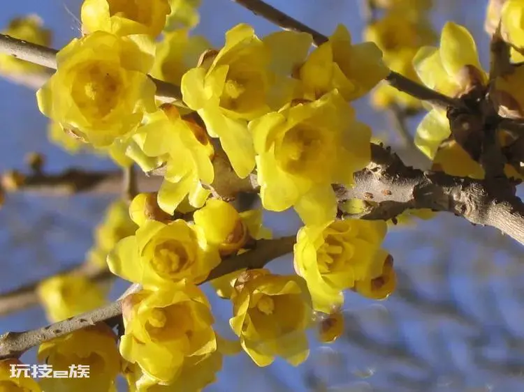 梅花颜色有哪些颜色和形状(各种颜色的梅花样子介绍)-图片9