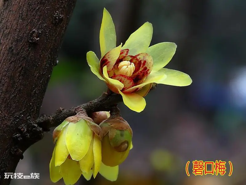 梅花颜色有哪些颜色和形状(各种颜色的梅花样子介绍)-图片10