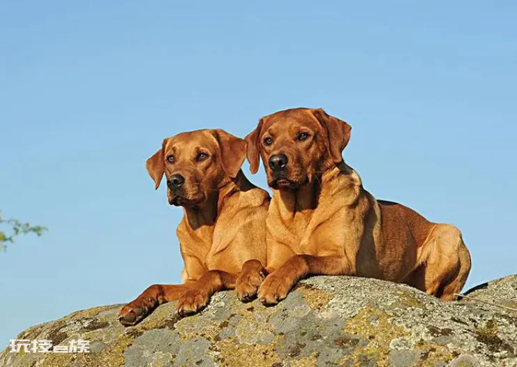 拉布拉多犬的致命缺点(家养拉布拉多犬的6大缺点介绍)-图片1
