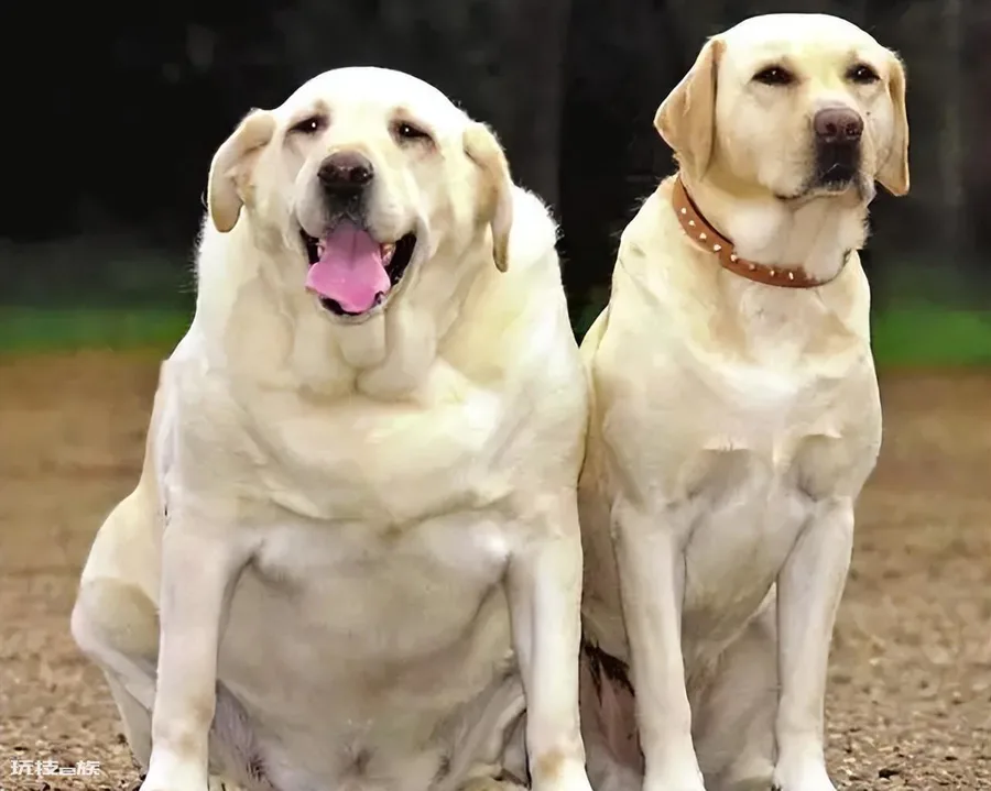 拉布拉多犬的致命缺点(家养拉布拉多犬的6大缺点介绍)-图片2