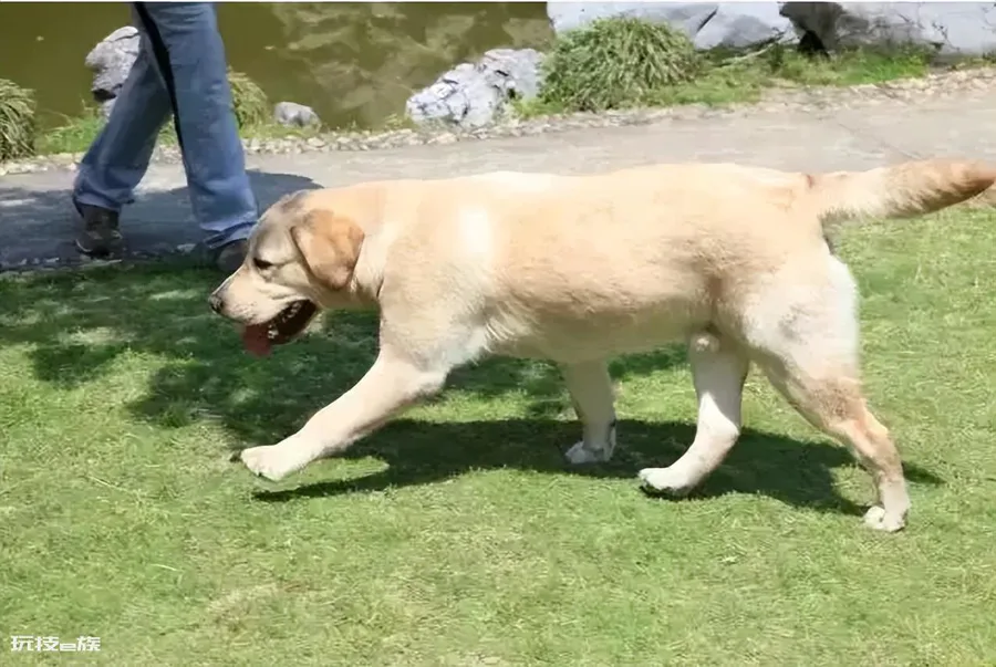 拉布拉多犬的致命缺点(家养拉布拉多犬的6大缺点介绍)-图片3