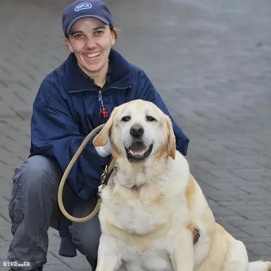 拉布拉多犬的致命缺点(家养拉布拉多犬的6大缺点介绍)-图片4