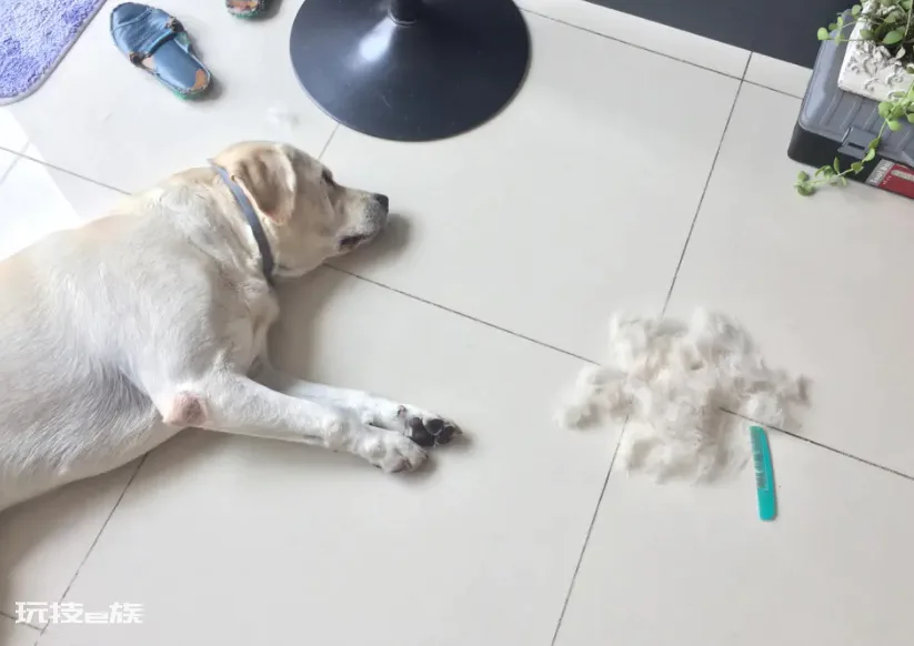 拉布拉多犬的致命缺点(家养拉布拉多犬的6大缺点介绍)-图片6