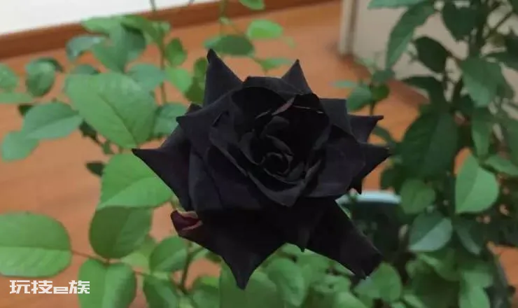 黑玫瑰代表什么意思(黑玫瑰的花语及象征寓意)-图片1