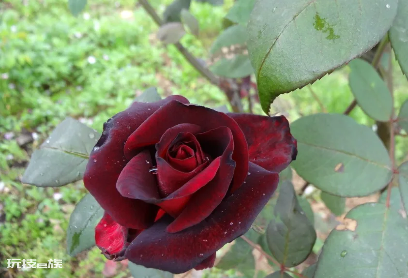 黑玫瑰代表什么意思(黑玫瑰的花语及象征寓意)-图片4