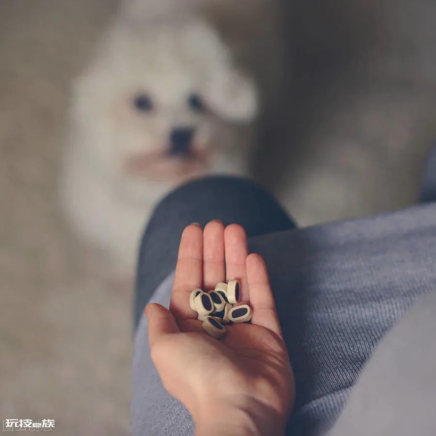 比熊犬怎么训练才能听话(养乖巧又聪明的比熊犬训练技巧)-图片1
