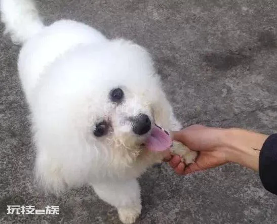 比熊犬怎么训练才能听话(养乖巧又聪明的比熊犬训练技巧)-图片2