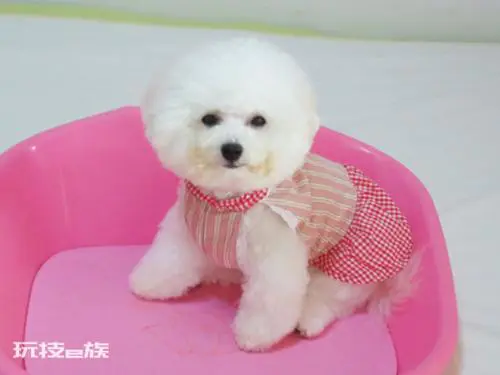 比熊犬怎么训练才能听话(养乖巧又聪明的比熊犬训练技巧)-图片3