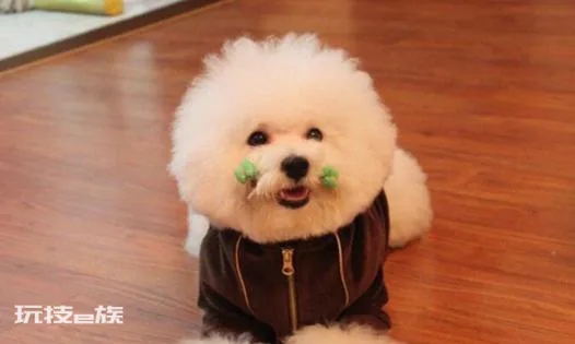 比熊犬怎么训练才能听话(养乖巧又聪明的比熊犬训练技巧)-图片4