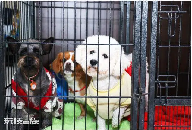 比熊犬怎么训练才能听话(养乖巧又聪明的比熊犬训练技巧)-图片5
