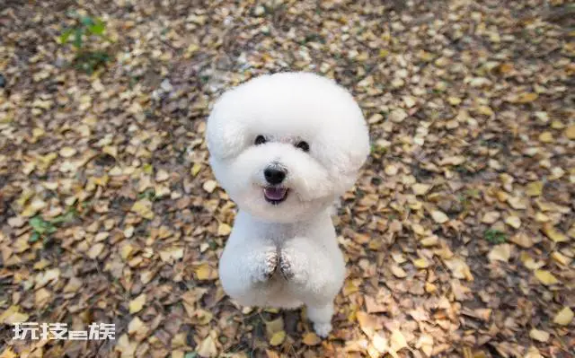 比熊犬怎么训练才能听话(养乖巧又聪明的比熊犬训练技巧)-图片6